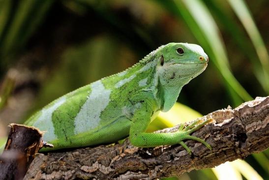 Foto des Monats November 2023 Fidschi Leguan Zoo Vivarium Darmstadt