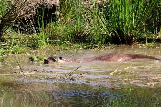 Fischotter Wildpark Alte Fasanerie Klein Auheim Mai 2022