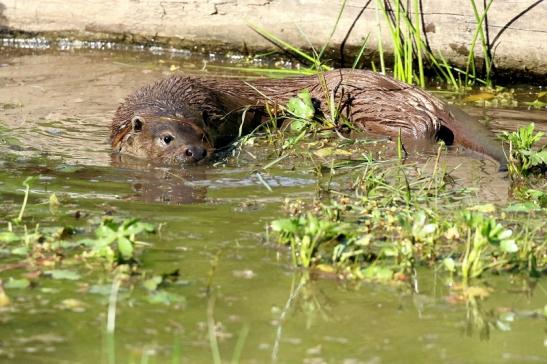 Fischotter Wildpark Alte Fasanerie Klein Auheim 2022