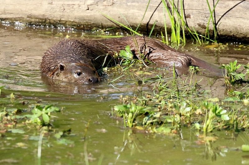 Fischotter Wildpark Alte Fasanerie Klein Auheim 2022