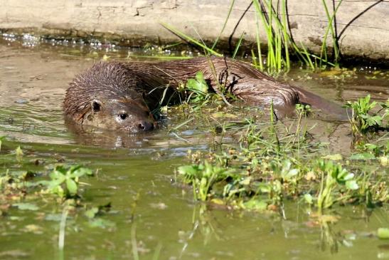 Fischotter Wildpark Alte Fasanerie Klein Auheim Mai 2022