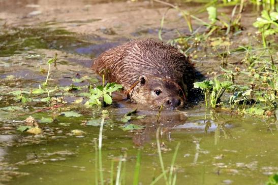 Fischotter Wildpark Alte Fasanerie Klein Auheim 2022