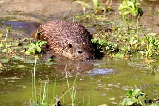 Fischotter Wildpark Alte Fasanerie Klein Auheim 2022