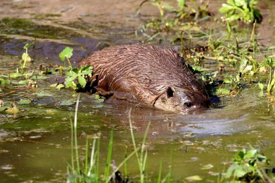 Fischotter Wildpark Alte Fasanerie Klein Auheim 2022