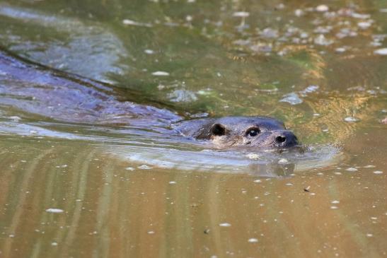 Fischotter Wildpark Alte Fasanerie Klein Auheim 2022