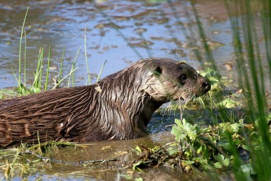 Fischotter Wildpark Alte Fasanerie Klein Auheim 2022