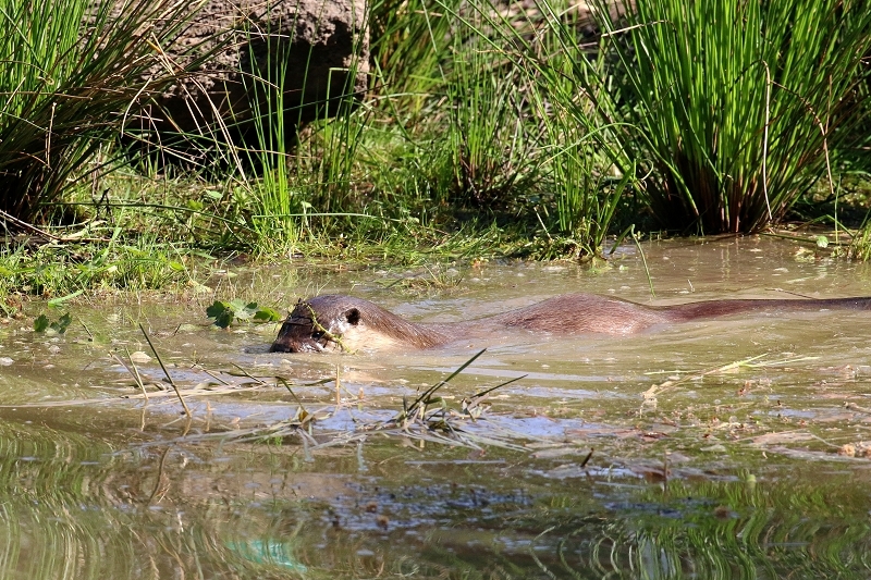 Fischotter Wildpark Alte Fasanerie Klein Auheim 2022