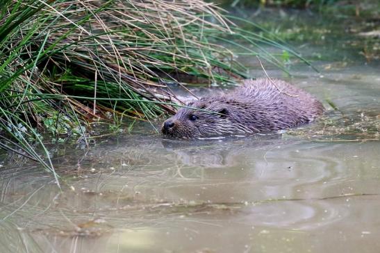 Fischotter Wildpark Alte Fasanerie Klein Auheim 2022