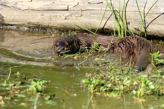 Fischotter Wildpark Alte Fasanerie Klein Auheim Mai 2022