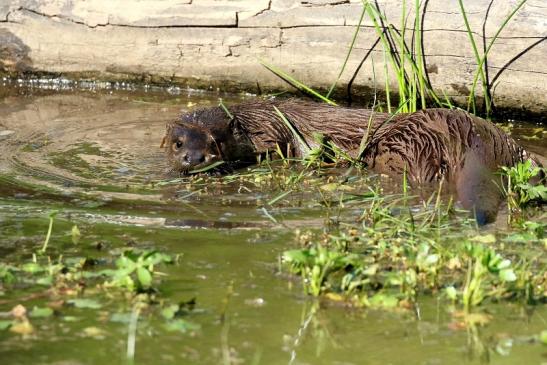 Fischotter Wildpark Alte Fasanerie Klein Auheim 2022