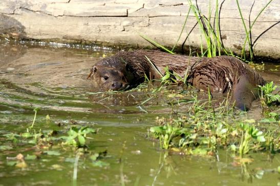 Fischotter Wildpark Alte Fasanerie Klein Auheim 2022