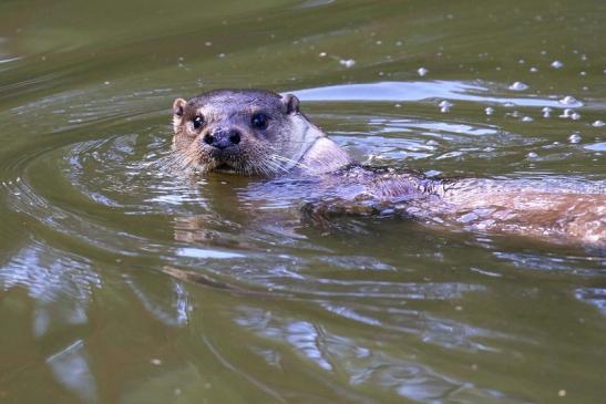 Fischotter Wildpark Alte Fasanerie Klein Auheim 2022