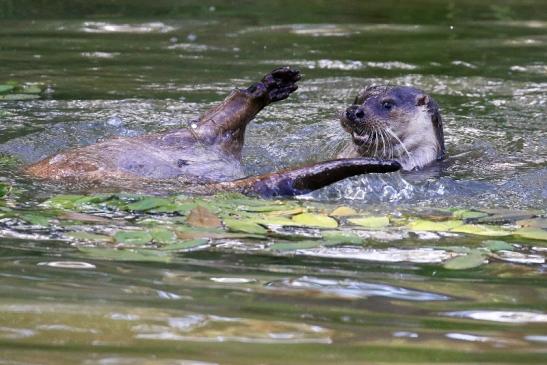 Fischotter Wildpark Alte Fasanerie Klein Auheim 2022