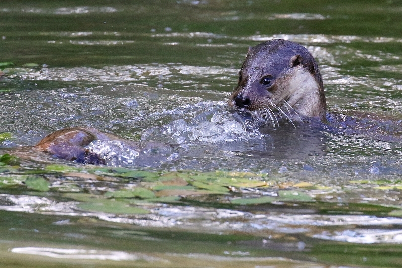 Fischotter Wildpark Alte Fasanerie Klein Auheim 2022