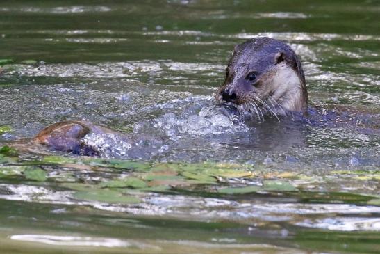 Fischotter Wildpark Alte Fasanerie Klein Auheim 2022