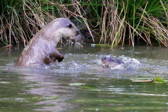 Fischotter Wildpark Alte Fasanerie Klein Auheim 2022