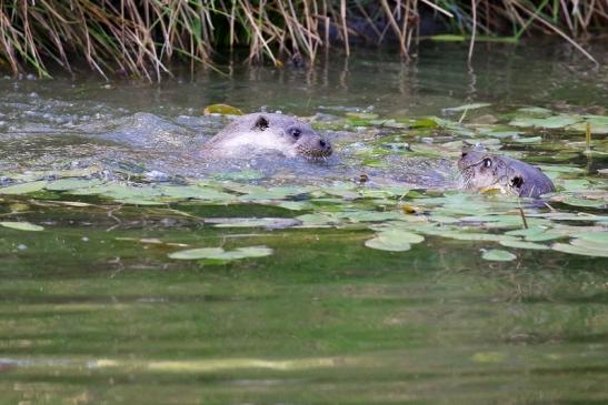 Fischotter Wildpark Alte Fasanerie Klein Auheim 2022