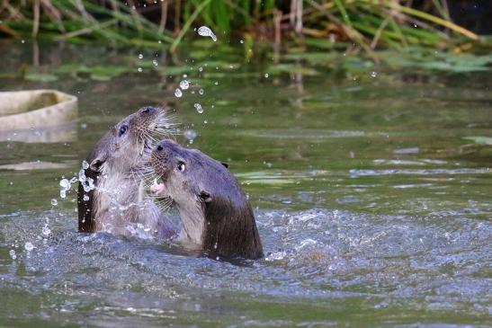 Fischotter Wildpark Alte Fasanerie Klein Auheim 2022