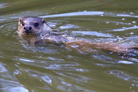 Fischotter Wildpark Alte Fasanerie Klein Auheim 2022