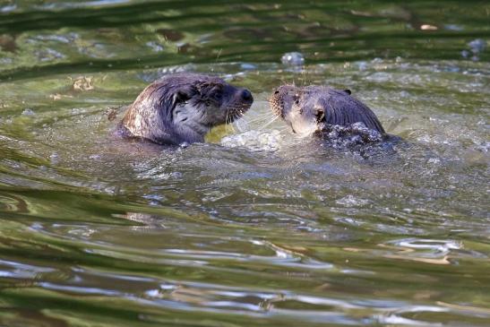 Fischotter Wildpark Alte Fasanerie Klein Auheim 2022