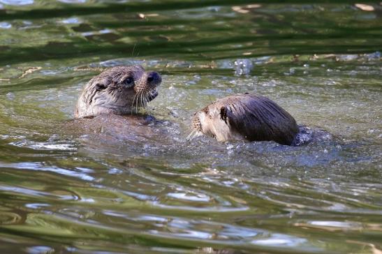 Fischotter Wildpark Alte Fasanerie Klein Auheim 2022