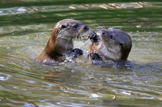 Foto des Monats Oktober 2022 Fischotter Wildpark Alte Fasanerie Klein Auheim