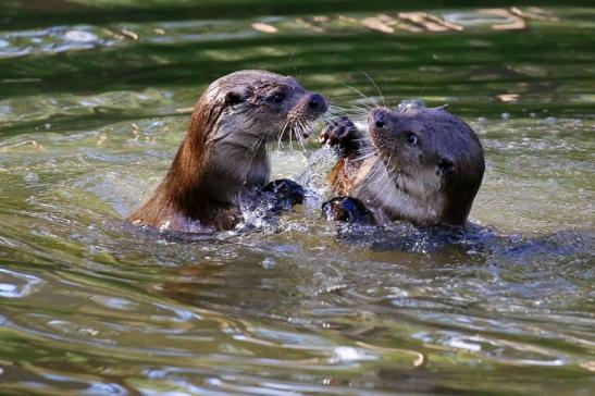 Fischotter Wildpark Alte Fasanerie Klein Auheim 2022