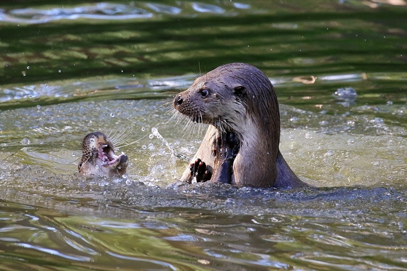Fischotter Wildpark Alte Fasanerie Klein Auheim 2022