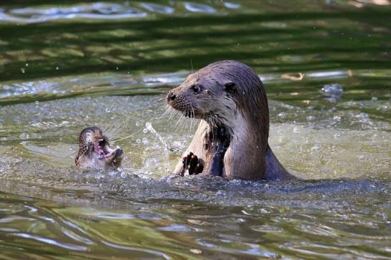 Fischotter Wildpark Alte Fasanerie Klein Auheim 2022