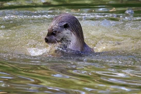 Fischotter Wildpark Alte Fasanerie Klein Auheim 2022