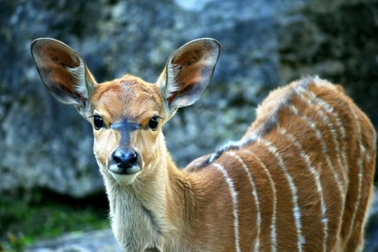 Flachland-Nyala Opel Zoo Kronberg 2012