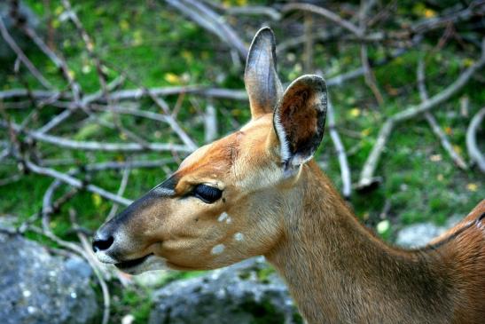 Flachland-Nyala Opel Zoo Kronberg 2012