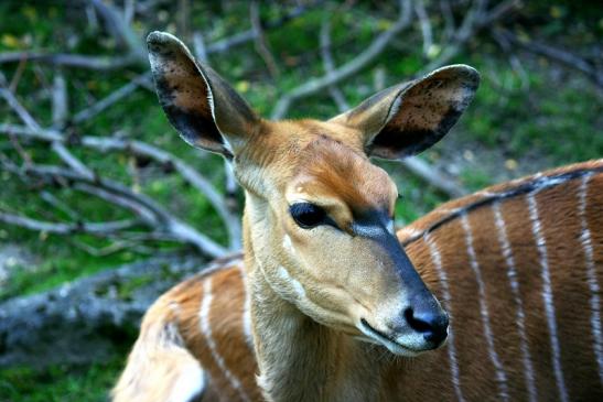 Flachland-Nyala Opel Zoo Kronberg 2012