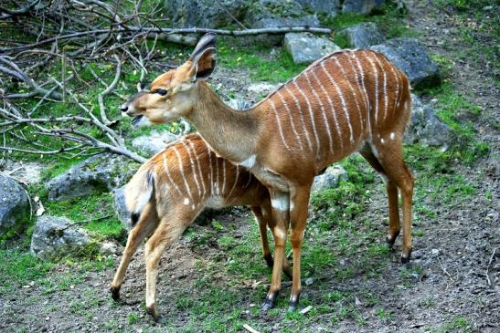 Flachland-Nyala Opel Zoo Kronberg 2012