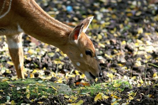 Flachland-Nyala Opel Zoo Kronberg 2017