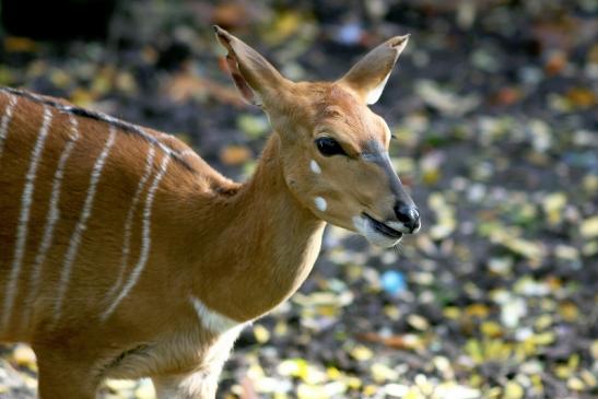 Flachland-Nyala Opel Zoo Kronberg 2017