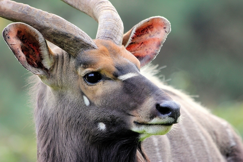 Foto des Monats Februar 2025 Flachland Nyala Bock Opel Zoo Kronberg