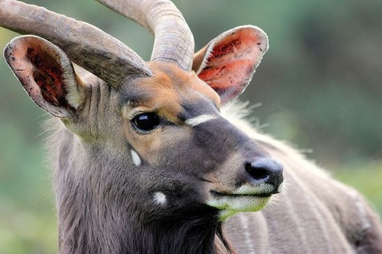 Foto des Monats Februar 2025 Flachland Nyala Bock Opel Zoo Kronberg