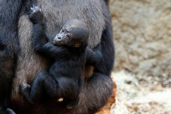 Flachlandgorilla Baby Zoo Frankfurt am Main 2017 