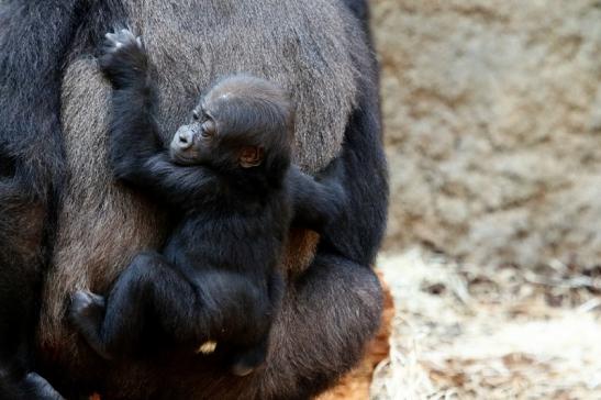 Flachlandgorilla Baby Zoo Frankfurt am Main 2017 