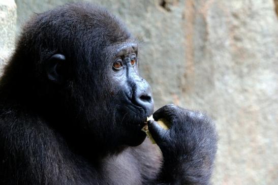 Flachlandgorilla Baby Zoo Frankfurt am Main 2017 