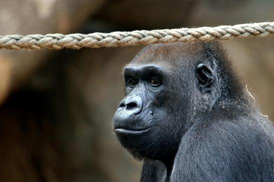 Flachlandgorilla Baby Zoo Frankfurt am Main 2017 