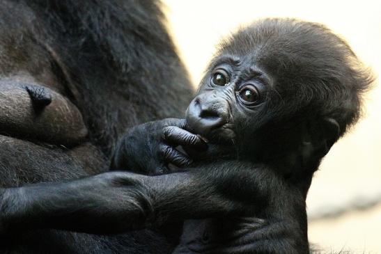 Flachlandgorilla Zoo Frankfurt am Main 2012