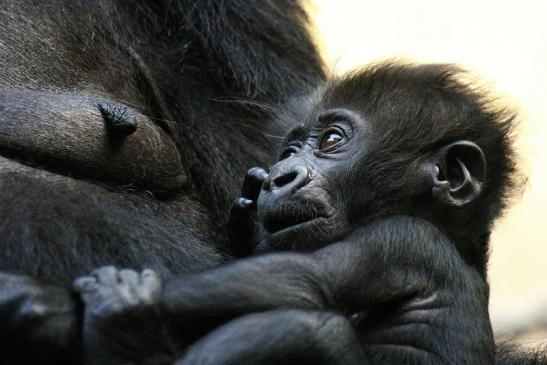 Flachlandgorilla Zoo Frankfurt am Main 2012