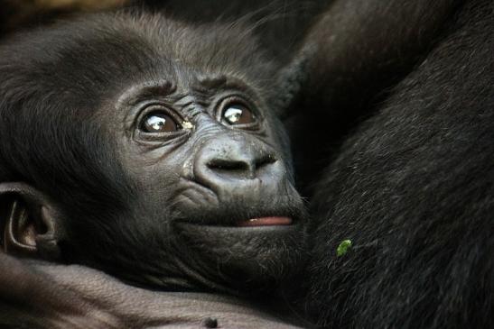 Flachlandgorilla Zoo Frankfurt am Main 2012