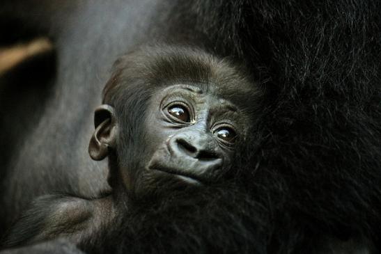 Flachlandgorilla Zoo Frankfurt am Main 2012