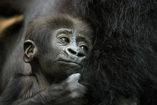 Flachlandgorilla Zoo Frankfurt am Main 2012