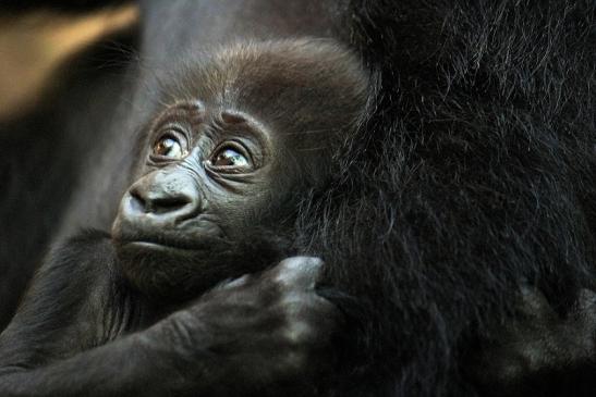 Flachlandgorilla Zoo Frankfurt am Main 2012