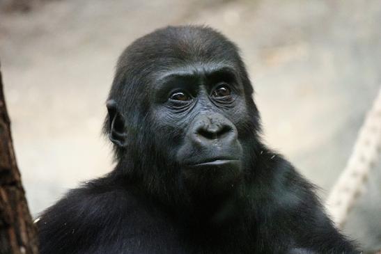 Flachlandgorilla Zoo Frankfurt am Main 2012