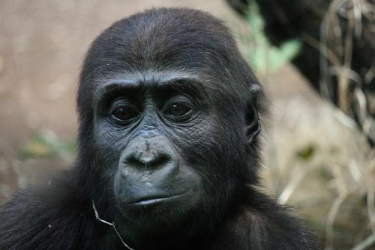 Flachlandgorilla Zoo Frankfurt am Main 2012